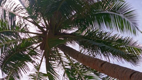 Close up of coconut palm trees Stock-Footage 313344088