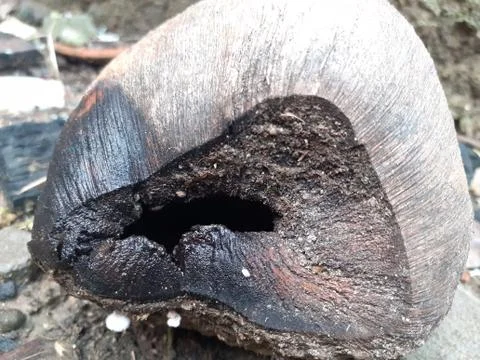 A close up of a coconut Stock Photos