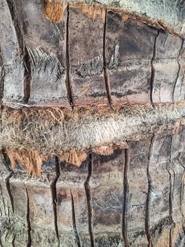 Close-Up of Coconut Tree Bark Texture Fotos de archivo