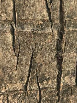 Close up of Coconut Tree Bark Texture with Deep Vertical Cracks Stock Photos