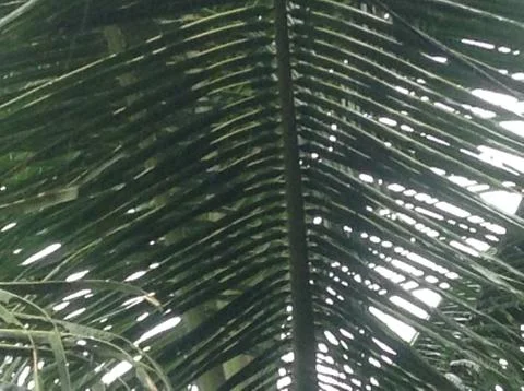 Close Up of Coconut Tree Branch Stock Photos