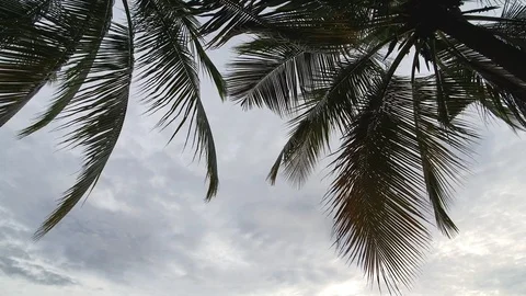 Close up coconut tree clouds sky Stock Footage 113535580