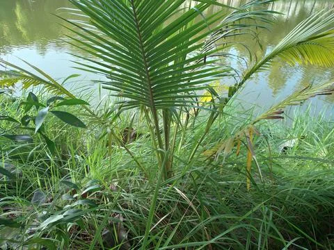 Close up of Coconut tree on the edge of the lake Foto stock