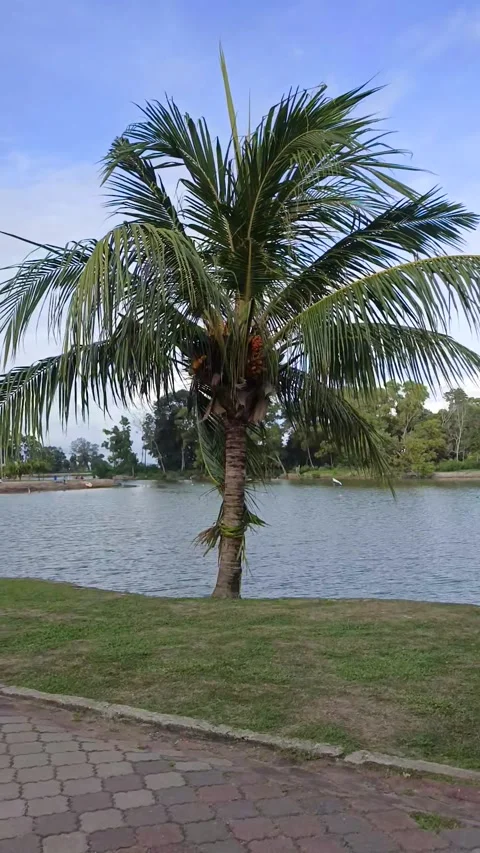 Close up the coconut tree footage at lake, filmed at 1080p 60fps Stock Footage 297144483
