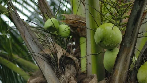 Close up of a coconut tree with green coconuts growing on it Stock Footage 275821998