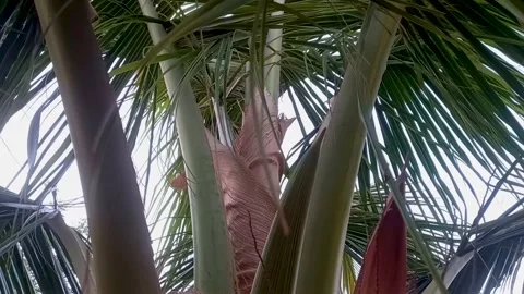 Close up coconut tree grow Stock Footage 274626280