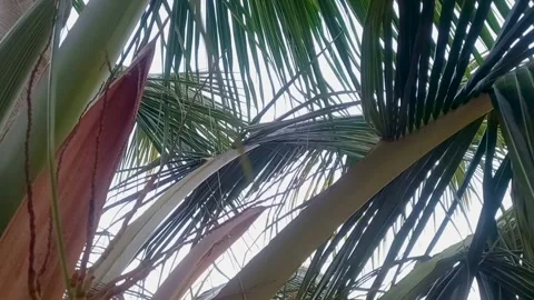 Close up coconut tree grow Stock Footage 274626281