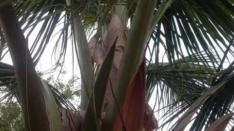 Close up coconut tree grow Stock Footage 274626284