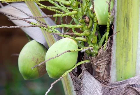 Close Up of Coconut tree Stock Photos