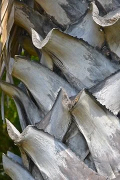 Close up coconut tree trunk Stock Photos