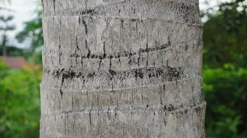 Close-Up of a Coconut Tree Trunk Surface Foto stock