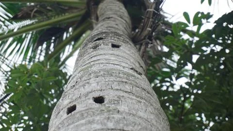 Close-Up of a Coconut Tree Trunk Surface Foto stock