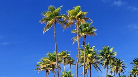 Close up on coconut trees with blue sky background Stock Footage 111232738