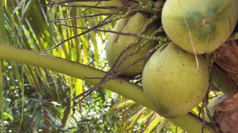 Close up of coconuts attached to a palm tree with soft green foliage gently Stock-Footage 329372855