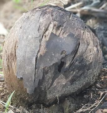 Close-up of coconuts on a bush whose shells have been corroded by time Stock Photos