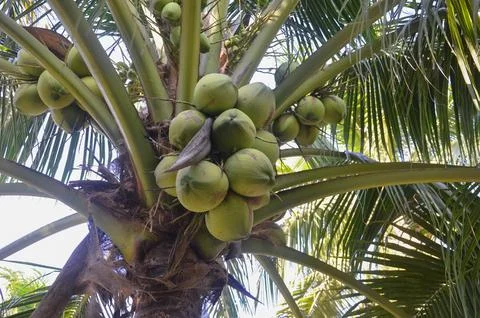 Close up coconuts on the coconut tree in the garden Foto stock