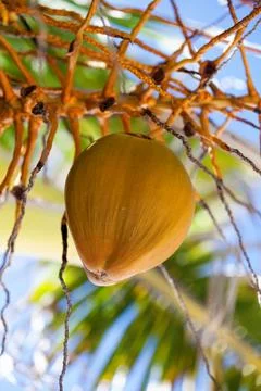 Close-up on coconuts Foto stock