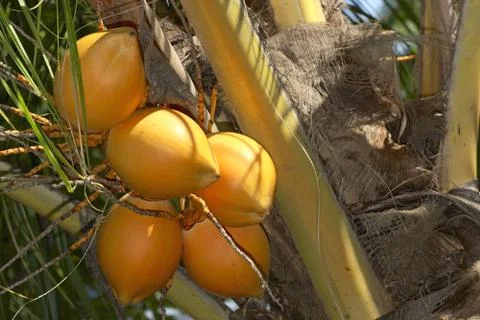 Close up coconuts in the tropical forest Foto stock