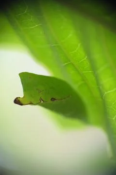 Close up of cocoon hanging under the leave. Stock Photos
