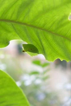 Close up of cocoon hanging under the leave. Stock Photos