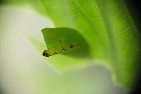 Close up of cocoon hanging under the leave. Stock Photos