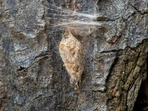 Close-up of a cocoon with a worm on branches Stock Photos