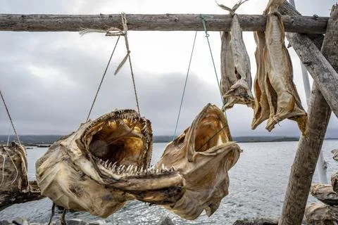 Close-up of cod on drying rack in the Lofoten Islands along the shores of the No Stock Photos