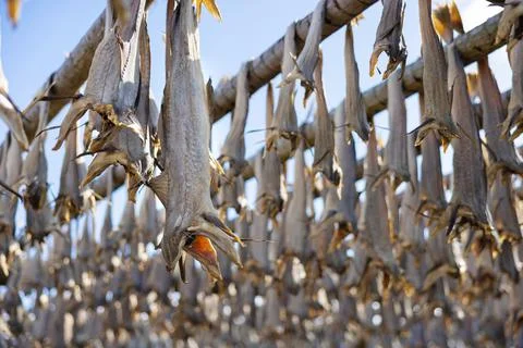 Close up of cod fish drying on traditional wooden racks in Lofoten Islands Stock Photos
