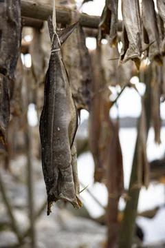 Close up of cod fish drying on traditional wooden racks in Lofoten Islands Stock Photos