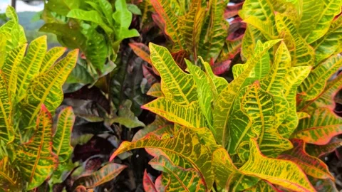 Close up of Codiaeum variegatum or Garden Croton plant Stock Footage 312279589