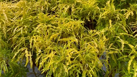 Close-up of Codiaeum variegatum shrub with yellow and green leaves 库存影片 345787917