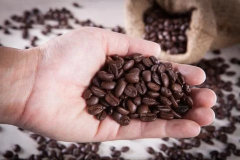 Close up coffee bean on hand of human with coffee bean in sack background. Stock Photos