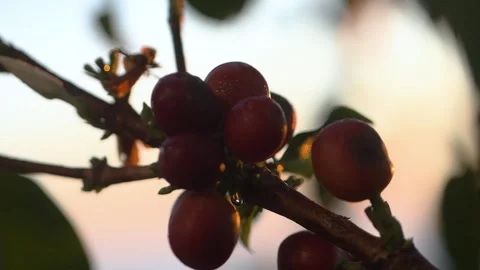 Close up of a Coffee bean with a sunrise on the background Stock Footage 258600398