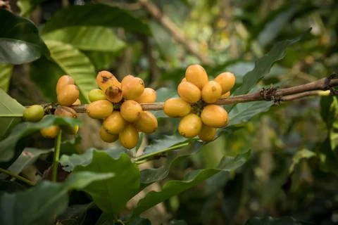 Close up  of coffee beans on a branch of tree Stock Photos