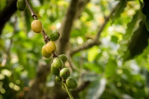 Close up  of coffee beans on a branch of tree Stock Photos