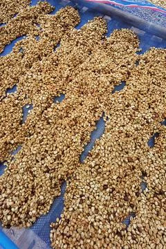 Close up of coffee beans drying Stock Photos