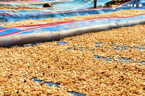 Close up of coffee beans drying Stock Photos