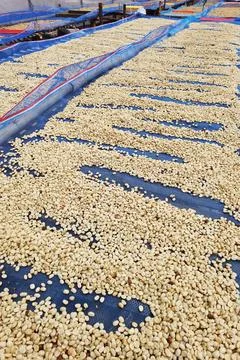 Close up of coffee beans drying Stock Photos