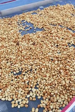 Close up of coffee beans drying Stock Photos