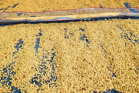 Close up of coffee beans drying Stock Photos