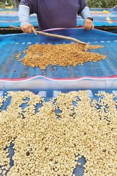 Close up of coffee beans drying Foto stock