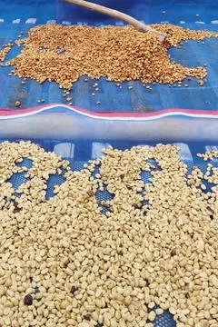 Close up of coffee beans drying Stock Photos