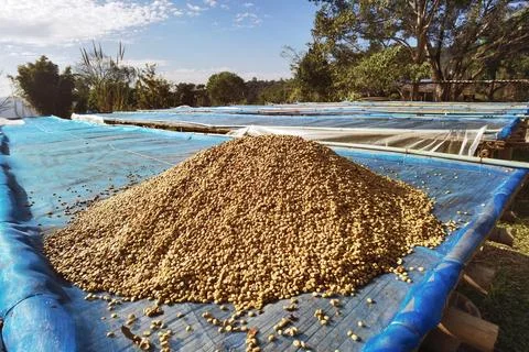 Close up of coffee beans drying Stock Photos