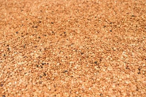 Close up of coffee beans drying 스톡 사진