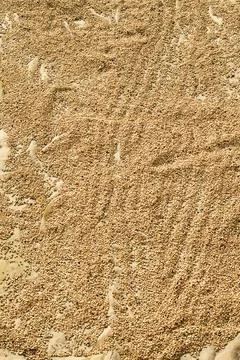 Close up of coffee beans drying Foto stock