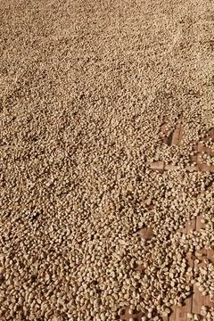Close up of coffee beans drying Foto stock