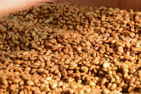 Close up of coffee beans drying Stock Photos