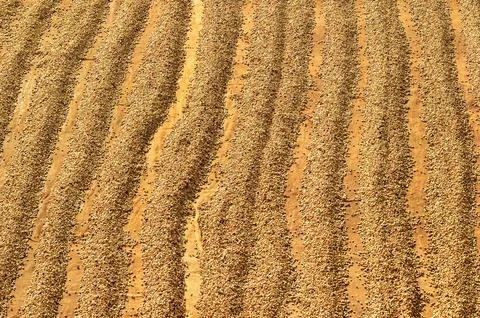 Close up of coffee beans drying Foto stock