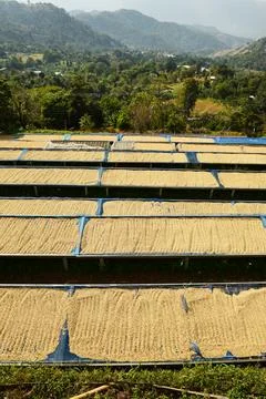 Close up of coffee beans drying Stock Photos