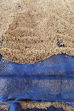 Close up of coffee beans drying Stock Photos